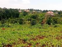 Sekaja R.