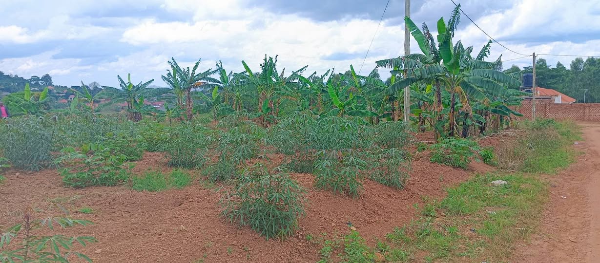 A picture of Titled Plot at Wakiso Jimbo. 35m. Power on site.