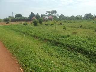 A picture of 100 by 100 ft plot for sale along mukono katosi
