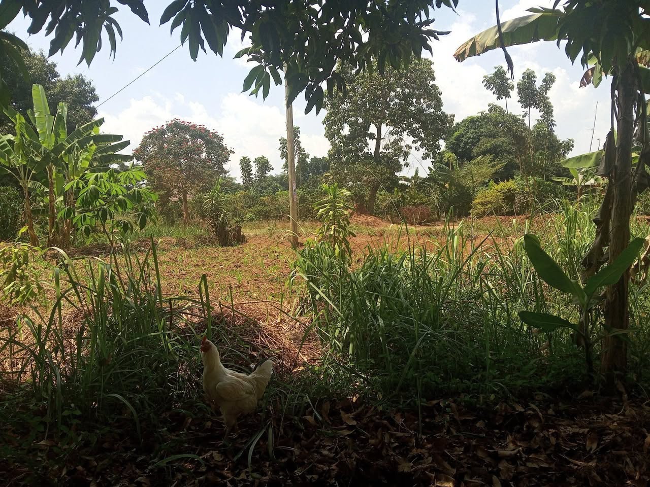 plots mukono