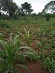 A picture of 10 fertile acres for sale with electricity and water all