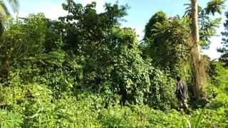 A picture of Land