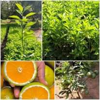 A picture of Seedlings fruit