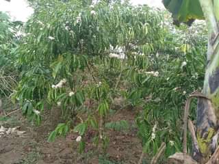 A picture of 1.5 ACRES FOR SALE IN NAKASEKE KAPEEKA BULEMA SENENE VILLAGE