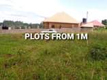 A picture of Matugga kiweebwa plots from 1 m shs