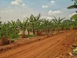A picture of NEW ESTATE AT BUKALANGO ALONG HOIMA ROAD ESTATE ALONG HOIMA