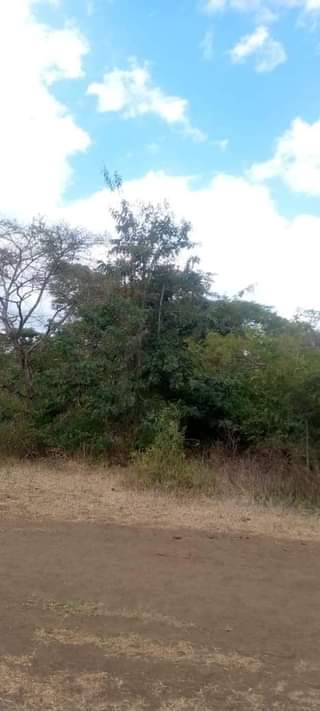 A picture of Shamba linauzwa