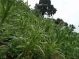 A picture of 4 fertile acres for sale all at 13m agreement sale