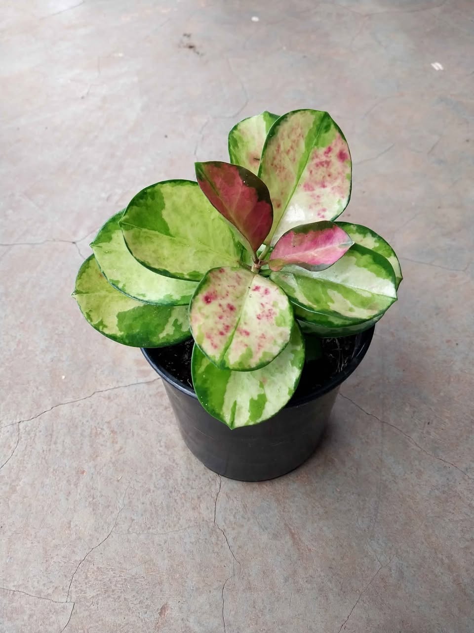 plants