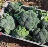 A picture of Fresh fruits and vegetables