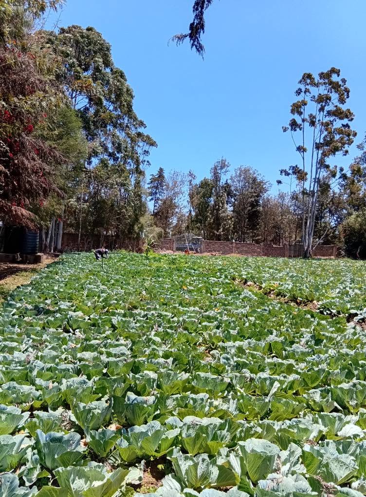 kenya plots