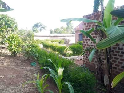 A picture of PLOT 65 100FT FOR SALE IN NAKASEKE KAPEEKA KADUNDA ORPHANAGE