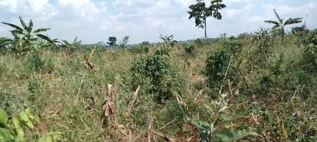 A picture of Land
