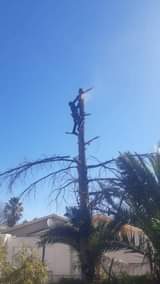 Tree F.