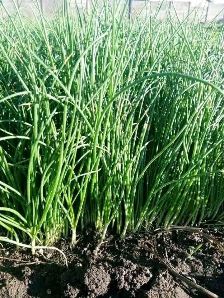 seedlings
