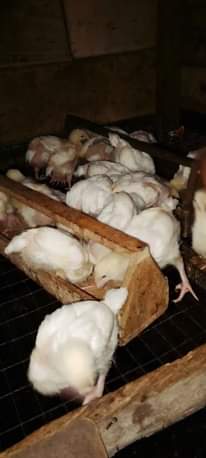 A picture of 08067734772 08144684782 08161654934