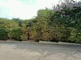 A picture of 3Bedroom Stand Alone house for rent in Namugogo for 800000Ugx