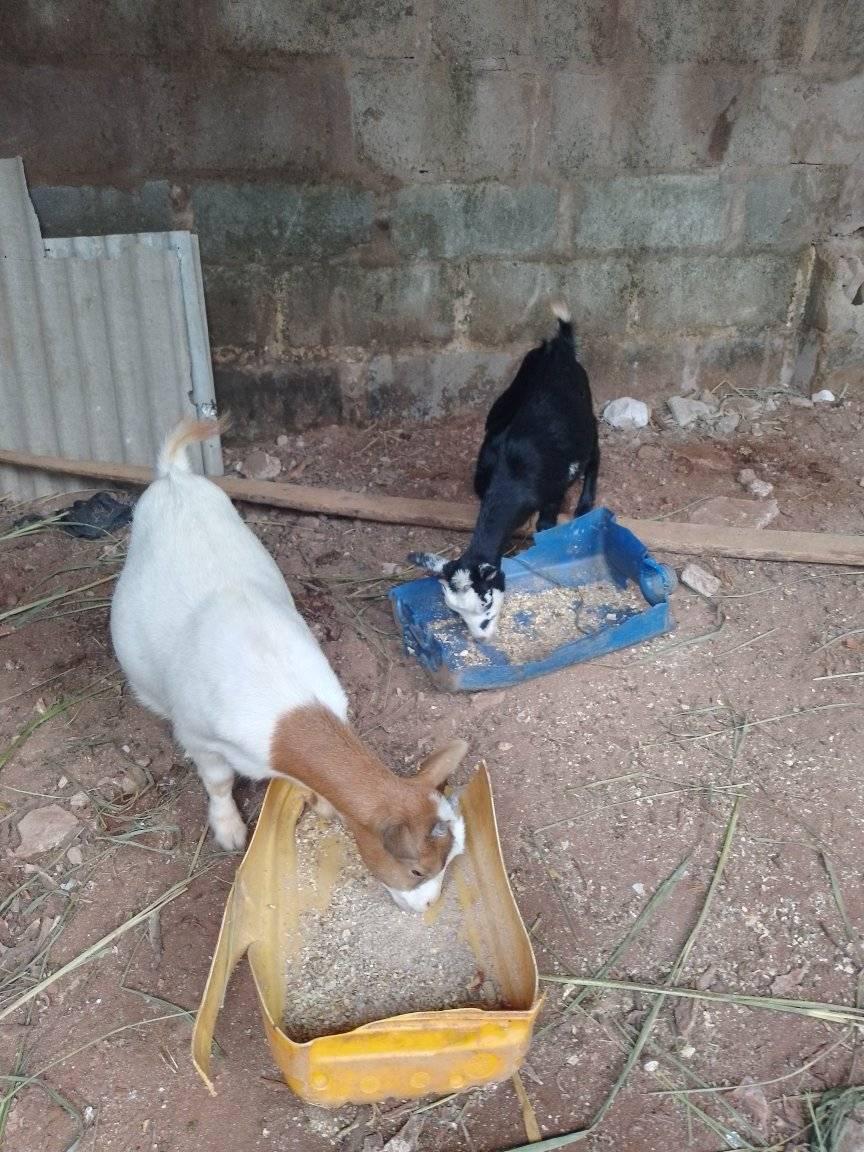 A picture of Two Pregnant Goats For Sale Price 130 000 Location Mowe