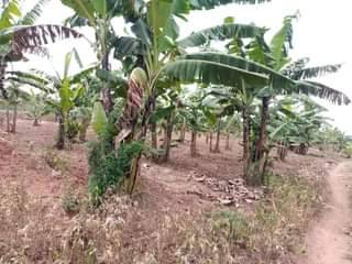 A picture of HALF ACRE FOR SALE 5.5m IN NAKASEKE KAPEEKA