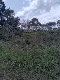 A picture of Land