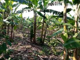A picture of 1 AND HALF FERTILE ACRE FOR SALE IN NAKASEKE KAPEEKA