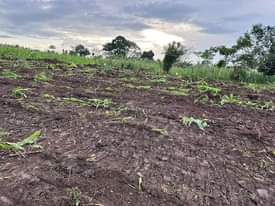 A picture of New Affordable estate Wakiso Namayumba Own 50 100ft 7 000
