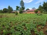 A picture of Matugga kanyanda Namakata plots