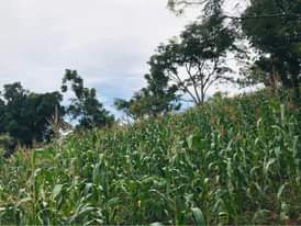 A picture of Busunju Town