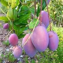 A picture of Mikoani tunasafirisha kwa bas Tanzania mzima 0782777704