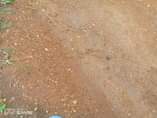A picture of BISOBOKA ERA IT S POSSIBLE OVER 4 PLOTS ARE ON