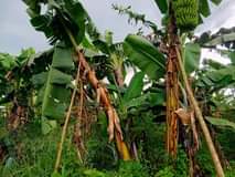 houses matugga