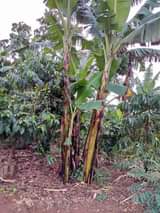A picture of 3 ACRES OF PRIVATE MILE LAND FOR SALE 25m per