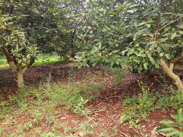 agricultural
