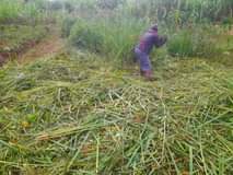 A picture of Am selling my plot at wakiso kasegejje at 2 5m