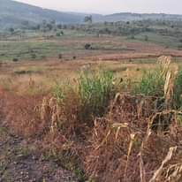 A picture of Plots and Houses for sell