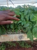 seedlings