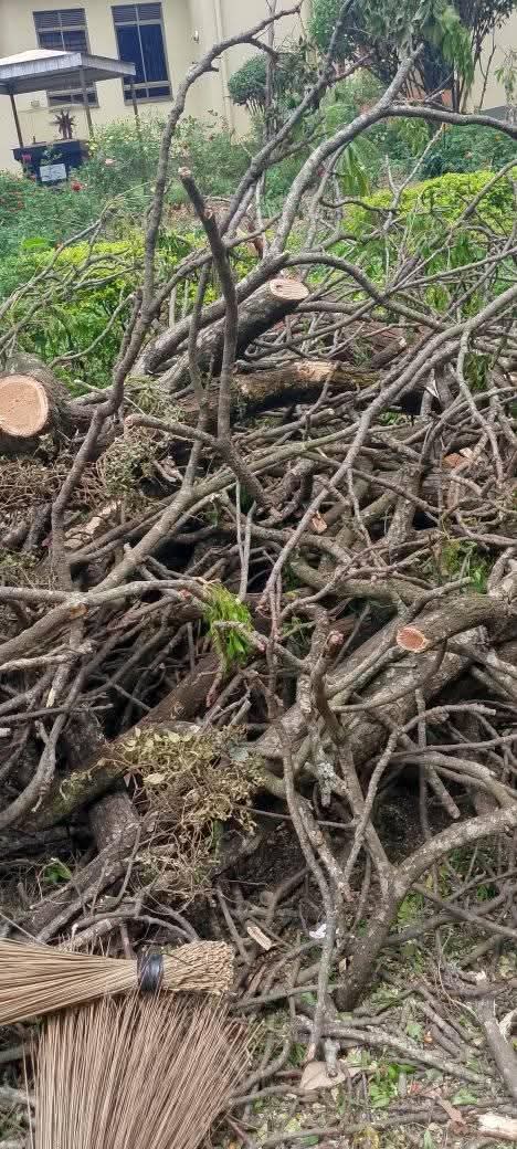 A picture of Tree logs for firewood