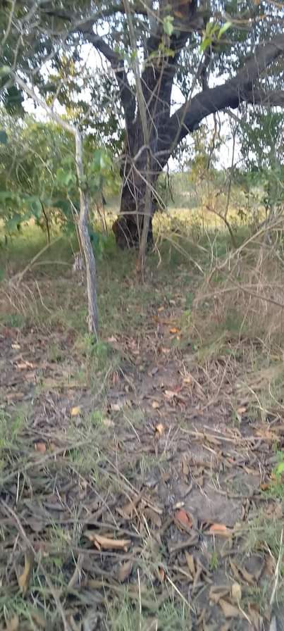 A picture of SHAMBA ZURI SANA HEKA 9 LINAUZWA LIPO MZENGA WILAYA YA