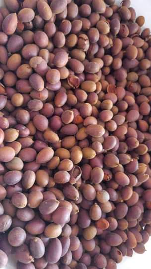 A picture of Raw papeta with shells available