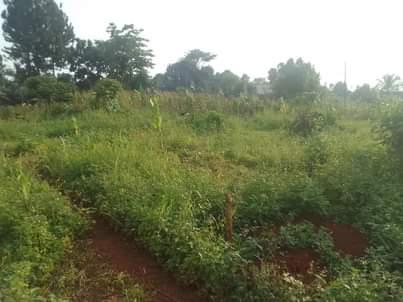 A picture of 100 by 100 ft plot for sale on mukono katosi