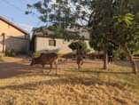 A picture of Eneo linauzwa Malimbe mwanza