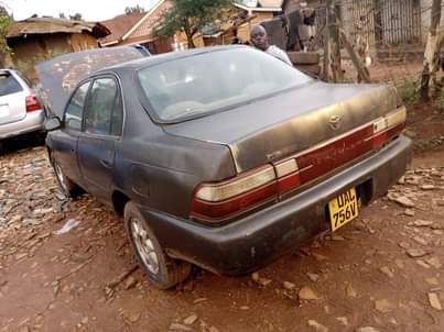 A picture of Kikumi