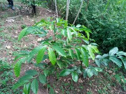 A picture of Plot 25 120ft for sale in Nakaseke Kapeeka Kuffu village
