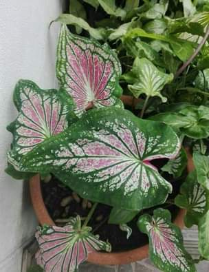maua