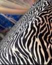 A picture of FLEECE WOOLEN BLANKETS RESTOCKED Size 5 6 6 6