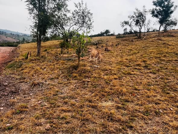 A picture of Isingiro estate