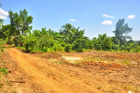 A picture of Plots for sale Namayumba Kyampisi Estate Wakiso District 