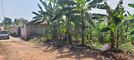 A picture of Najjera home on sale 290million 27decimals titled. Has banana plantation.