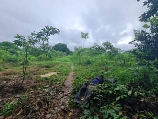 A picture of SHAMBA LINAUZWA
