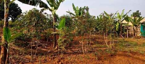 A picture of  15.5 READY TITLE PLOTS ON QUICK SALE 15.5m kisubuzi